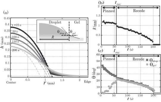 FIG. 2: Half cross sections of the profiles of the droplet and substrate (C M BA = 5 mol%, C AM P S = 30 mol%) at t = 25 s, 50 s, 100 s, 150 s, and 200 s