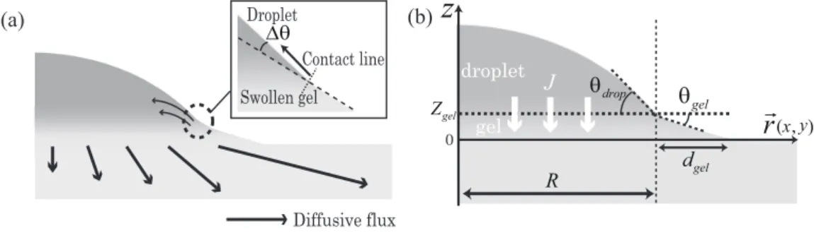 FIG. 4: (a) Mechanism of the recession of contact line. Contact line feels the locally swollen gel surface formed by diffusion of liquids