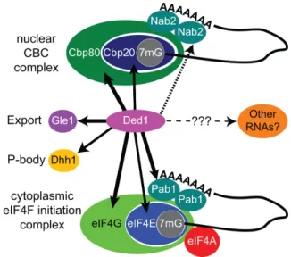 Figure 6. Sucrose gradients of cell extracts. (A) Yeast extract of the BY4742 strain was separated on a 7–47% sucrose gradient as described in the text, and ∼ 0.5-ml fractions were collected as indicated