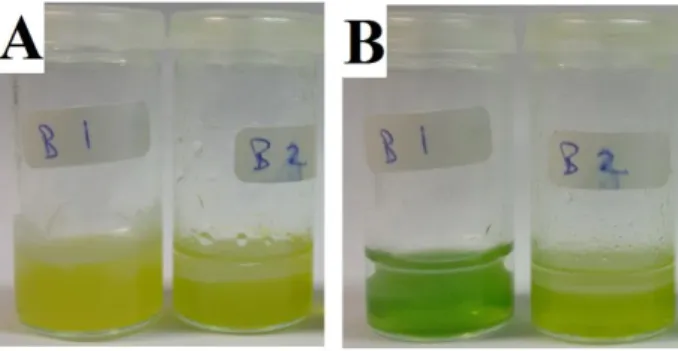 Figure 5:  Photographs  of shake-flask  experiments  performed  at  time 0  (A) and after 24 h (B)  containing  10 mM  Cp Fe(II)* 2 ,  ~10 µL  of  a  1 mM  DMPC  solution  in  CHCl 3 ,  and  10 mM  TDATPBCl  in  1,2-dichloroethane;  while  the  aqueous  ph