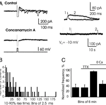 Fig. 1. Slow GABAergic inhibition of mitral cells of the rat olfactory bulb. (A) The spontaneous activity of a mitral cell monitored under current-clamp conditions is sporadically inhibited by slow hyperpolarizing events (asterisks, Upper; n ⫽ 73 slow hype