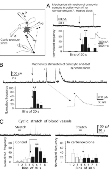 Fig. 4. SOCs occur synchronously in mitral cells, independently of the glomerular organization