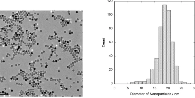 FIGURE 4.  To the left a TEM image of the 20 nm magnetite nanoparticles deposited on copper grid coating with carbon film