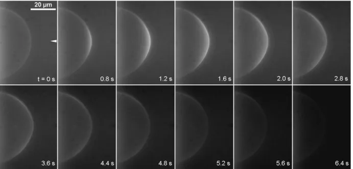Fig. 3 Typical microinjection experiment, lasting T = 4 s, observed using fluorescence microscopy