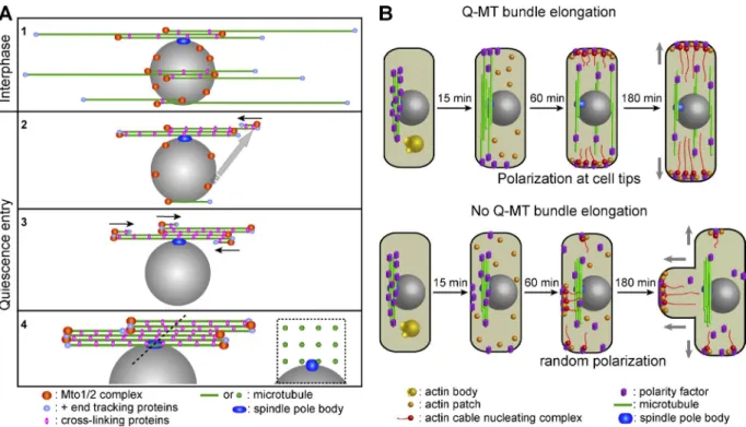 Figure 8.  Schematization of Q-MT bundle assembly and reestablishment of cell polarity upon quiescence exit