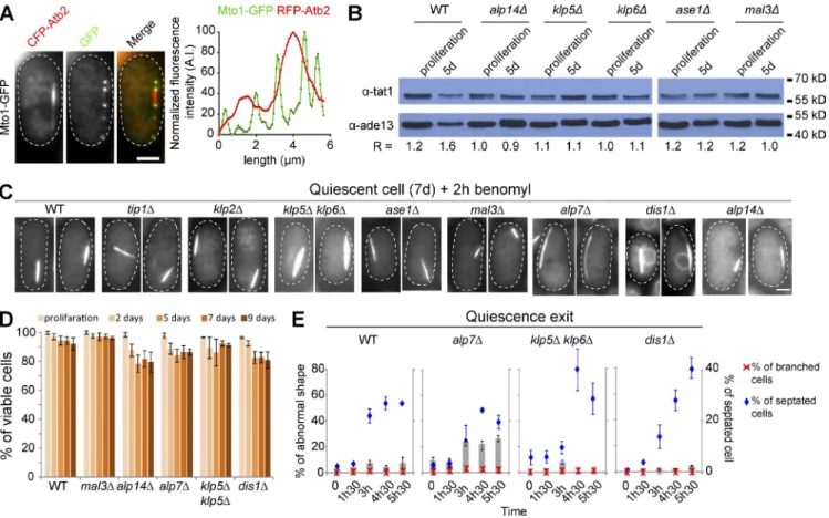 Figure S3.  Localization of Mto1-GFP and phenotypes of MAP mutants in quiescence. (A) Mto1 localized as dots along the Q-MT bundle