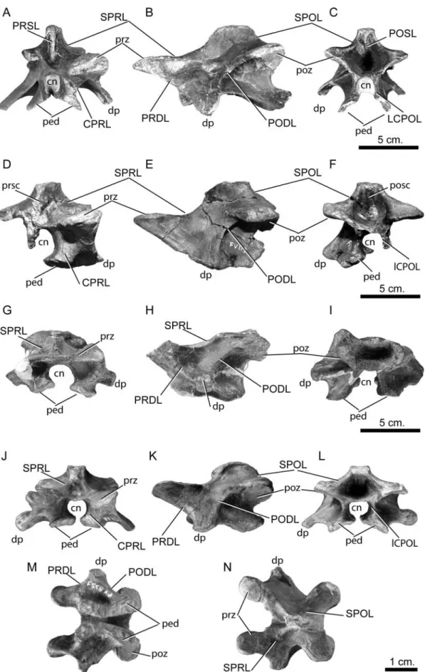Figure 6. Europasaurus holgeri, immature anterior cervical vertebra. A–C, DFMMh/FV 857.3 in A, anterior, B, lateral and C, posterior views