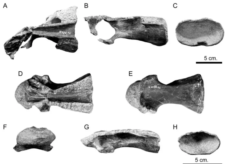 Figure 11. Europasaurus holgeri, immature anterior–middle cervical centra. A–C, DFMMh/FV 554.8 in A, dorsal, B, lateral and C, posterior views