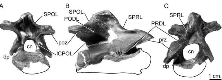 Figure 3. Europasaurus holgeri, anterior cervical vertebra (DFMMh/FV 999.1; third?) in A, posterior B, lateral and C, anterior views.
