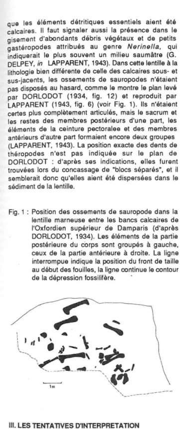Fig. 1 : Position des ossements de sauropode dans la lentille marneuse entre les bancs calcaires de l'Oxfordien sup érieur de Dampar is (d'a près DORLODOT, 1934)