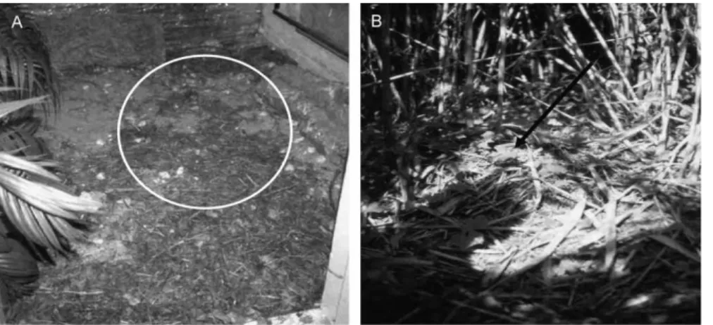 Figure 6. Crocodilians may alter nesting strategy. (A) Sand hole-nest of a captive Chinese alligator, A