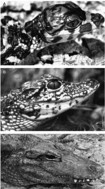 Figure 8. Ontogenetic colour and pattern changes occur in only two species of crocodilians: Chinese alligator, A.sinensis, and West African dwarf crocodile, Ostolaemus tetraspis