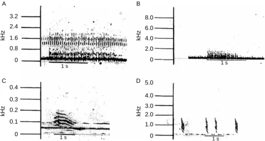 Figure 3. Sound spectrographs of American alligator, A. mississippiensis, vocalisations: (A) the bellow of an adult male, (B) bellow of an adult female, (C) female American alligator at her opened nest, facing new hatchling and (D) distress calls of hatchl