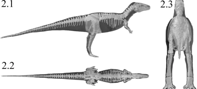 FIGURE 2. Best estimate reconstruction of MOR 693 in (1) right lateral; (2) dorsal; and (3) cranial views (not to scale, respiratory structures not shown)
