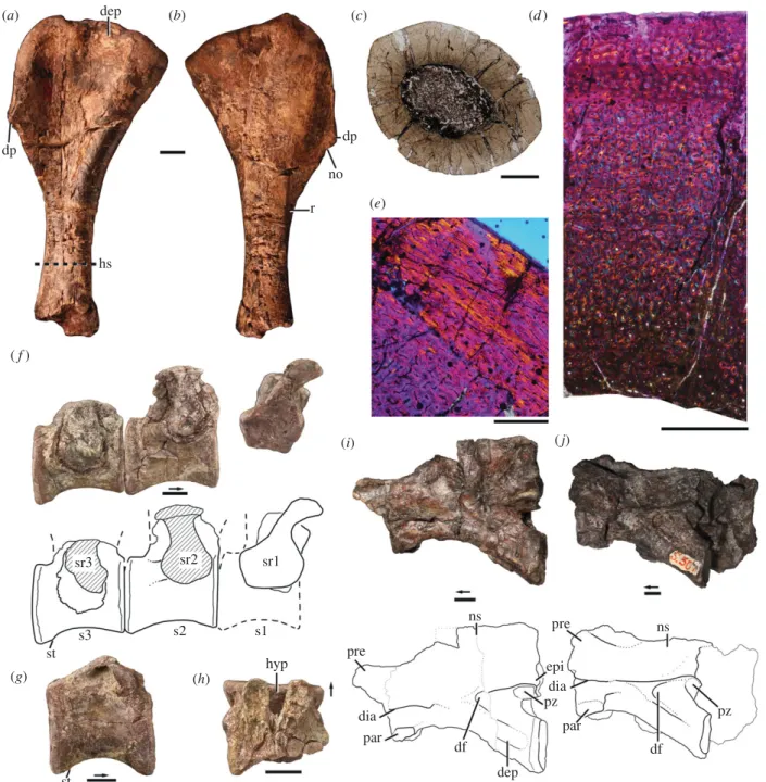 Figure 1. Holotype (a–h; NHMUK R6856) and referred (i–j; SAM-PK-K10654) specimens of Nyasasaurus parringtoni gen