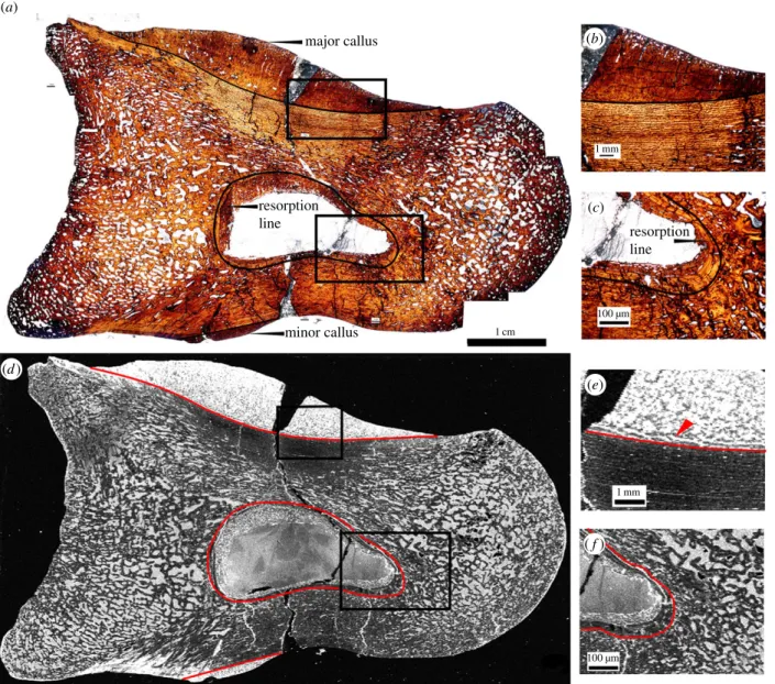 Figure 1. Thin section of Allosaurus fragilis (specimen UMNH 6282) pedal phalanx as seen in optical observation under plain polarized light (a – c) and in an elemental map of iron taken at the SSRL beamline 6-2 (d – f ; grey scale relative image with white