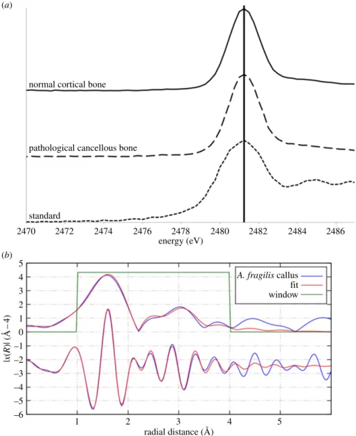 Figure 4. (a) XANES spectra for normal cortical bone taken from the dorsal surface and pathological bone taken from the main callus of UMNH 6282 compared with a sulfate standard