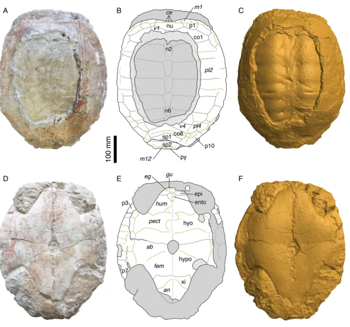 Figure 2 Morphology of the holotype. MAJ 2005-11-1, holotype of Plesiochelys etalloni (Pictet &amp; Humbert, 1857)