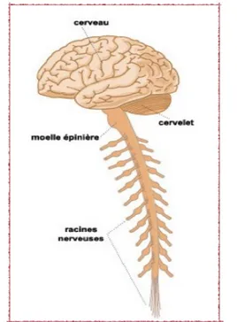 Figure 1. Schéma du système nerveux central avec l’encéphale et la moelle épinière 