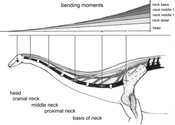 Figure 5. Neck of a horse as example of a cursorial mammal. A) Horse neck plus head in side view