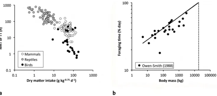 Figure 7. Relationships between aspects of the digestive physiology of herbivorous vertebrates