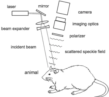 Fig. 2 Typical experimental setup for the laser speckle imaging. Coherent light  from the laser is expanded and used to illuminate the tissue