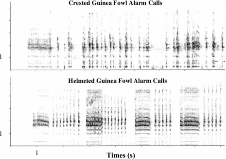 Fig. 1. Spectrographic representations of the playback stimuli used. (Top) Alarm calls of the crested guinea fowl; (bottom) alarm calls of the helmeted guinea fowl (x-axis indicates time in seconds, y-axis indicates frequency in kHz).
