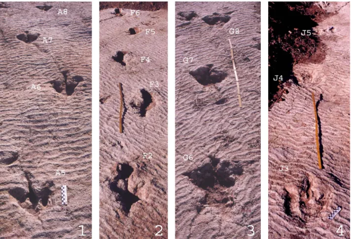 Figure 6. Photographs of trackways from oblique angle. 1, Trackway A. 2, Trackway F. 3, Trackway G