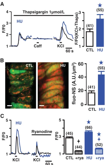 Fig. 1 Implication of the RS and RyR in KCl-evoked Ca 2+ responses. a Typical Ca 2+ responses induced by thapsigargin and KCl (140 mmol/l) in the presence of thapsigargin in cerebral arterial myocytes from CTL (black) and HU (blue ) conditions in the left 