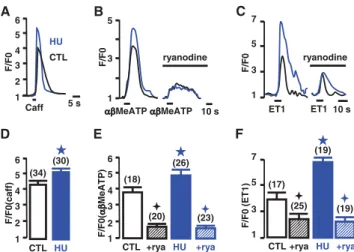 Fig. 3 Recovery of hindlimb suspension. Compiled data showing the maximal amplitude of Ca 2+ responses evoked by caffeine, KCl and caged-iso-2-InsP3 in CTL (open black bar), HU (open blue bar) and 48 h recovery (Rec, hatched bar) rats