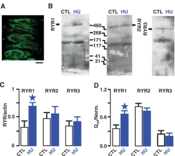 Fig. 5 Implication of RyR in spontaneous Ca 2+ waves in cerebral arteries from HU and CTL rats