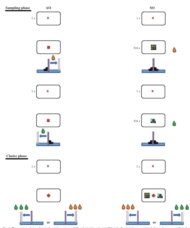 Fig. 1. The sequence of steps for a trial in action-outcome (AO) and stimulus-outcome (SO) tasks