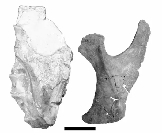 FIGURE 9. Trinacromerum bentonianum. FHSM VP-71; ventral view of partial right scapula (left, preserved portion outlined) compared to the right  scapula of FHSM VP-12059