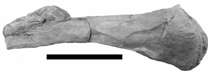 FIGURE 11. Trinacromerum bentonianum. FHSM VP-698; left ilium in lateral view. (Scale bar = 10 cm) 