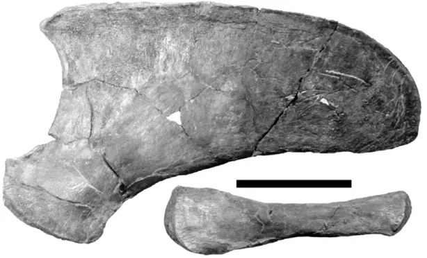 FIGURE 13. Trinacromerum bentonianum. FHSM VP-12059; right ischium in ventral view (above) and right ilium in anterior view