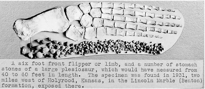 FIGURE 15. UNSM 1195; fore(?) paddle of indeterminate elasmosaur, along with numerous gastroliths and historical contextual data on placard from  the archives of the Sternberg Museum of Natural History