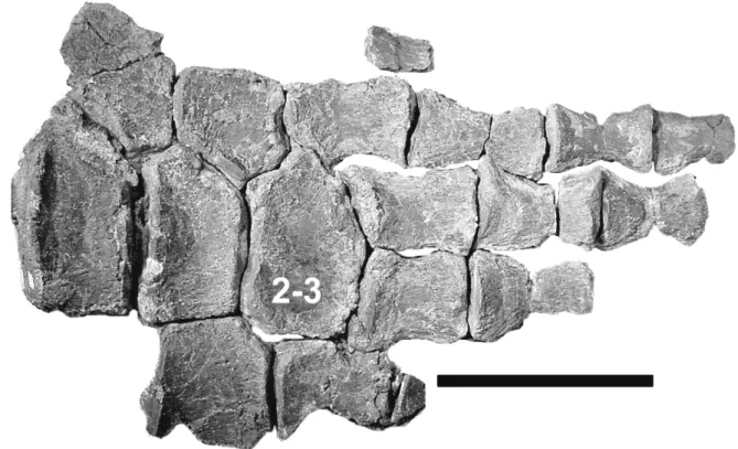 FIGURE 6. Brachauchenius lucasi. FHSM VP-13997; associated paddle material. The “2-3” denotes fused distal podials 2 and 3