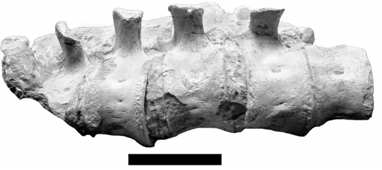 FIGURE 8. Trinacromerum bentonianum. FHSM VP-71; ventro-lateral view of 5 articulated dorsal vertebrae in block of chalky limestone