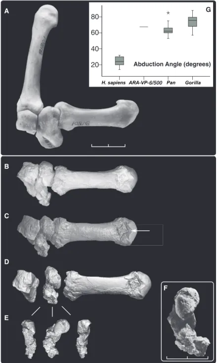 Fig. 2. First-ray abduction in Ar. ramidus. Abduction of the first ray is dependent on soft tissue structures operating about the joint, but can be readily inferred from preserved joint structure