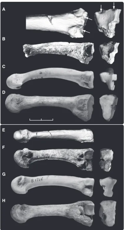 Fig. 4. Metatarsals of Ar. ramidus and extant hominoids, right Mt2 (top) and left Mt3 (bottom)