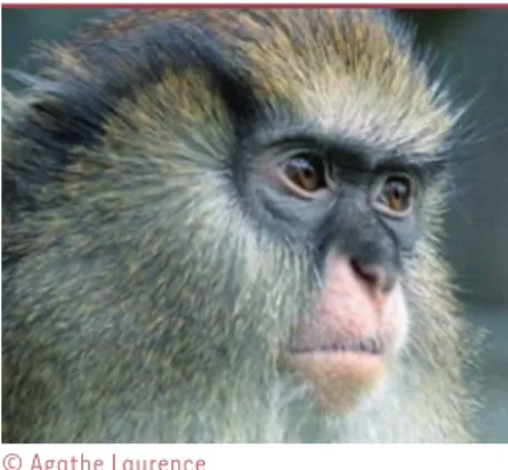 Figure 1. Affixation chez le mâle mone de Campbell.
