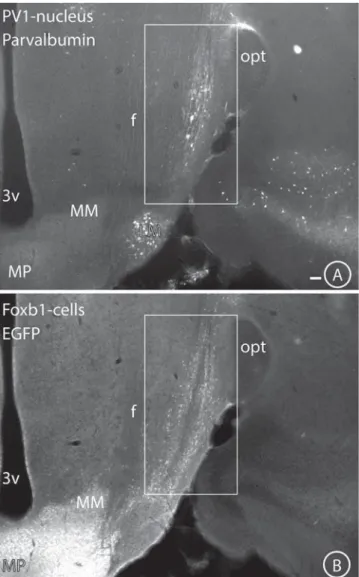 Fig. 1. Low-magniﬁcation images of the same horizontal section through the hypothalamus of a Foxb1-EGFP-expressing mouse revealing immunoﬂuorescence for parvalbumin (A) and EGFP (B)