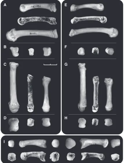 Fig. 2. Metacarpus of Ar. ramidus . (A to D) Left Mc4s of a modern human ( CMNH-HT-1617 ), ARA-VP-7/2-G , and a chimpanzee ( CMNH-B1708 )