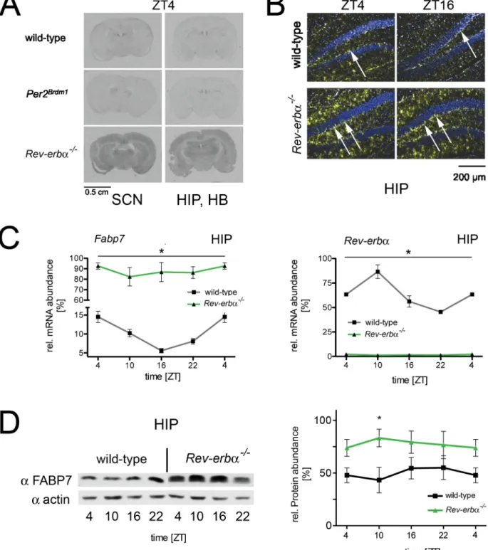 Figure 2. Expression profile of Fabp7 mRNA and protein in brain tissue. (A) In situ hybridization on coronal brain sections of wild-type, Per2 Brdm1 , and Rev-erba 2/2 mice at ZT4