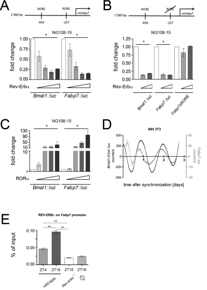 Figure 3. Molecular regulation of the Fabp7 promoter. (A) The top panel depicts the murine Fabp7 (mFabp7) promoter with its two REV-ERBa response elements (ROREs)