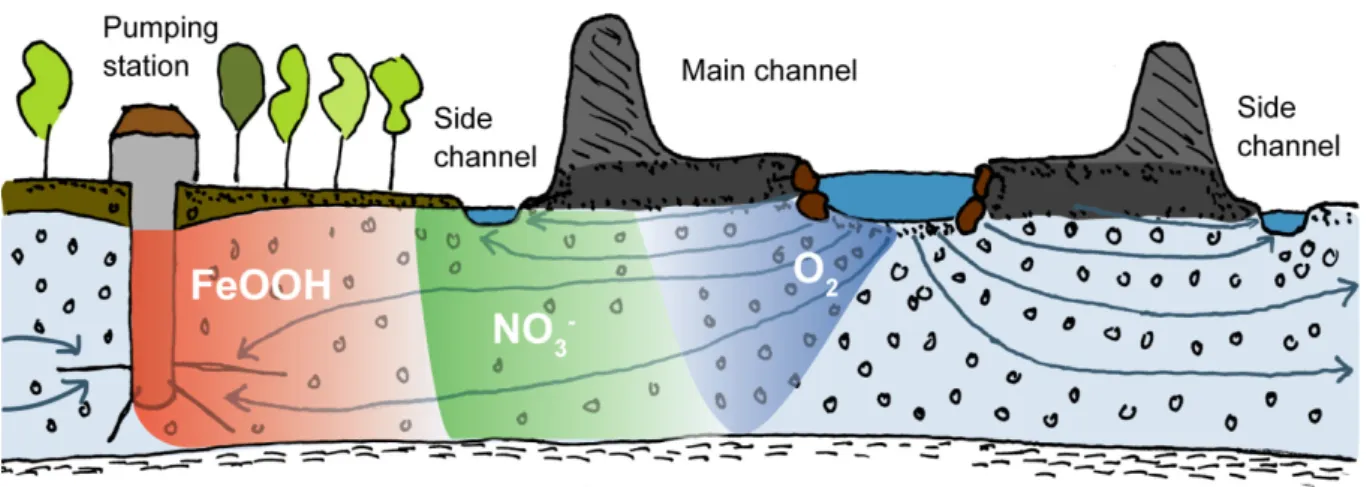 Fig. 1.3. Higher temperatures during future summer heat waves will enhance the microbial  degradation of NOM, which might lead to a complete consumption of oxygen