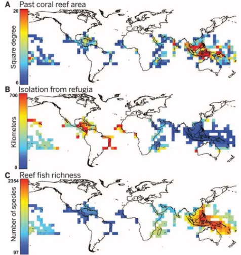 Fig. 1. Location of coral reefs, past isolation, and current fish richness. Maps of (A) the coral reef area per 5°-by-5° cell averaged for the periods of marked coral reef contraction, as characterized by lower sea surface temperature and sea level (square