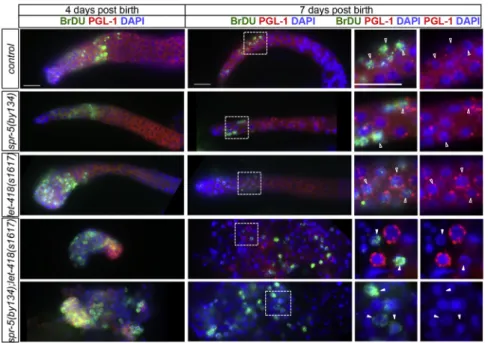 Table S3). Wild-type and single spr-5 or let-418 mutant gonads were entirely P granule positive, with a few  PH3-positive cells, reflecting the low mitotic rate at this age (Figure S3; Table S3)