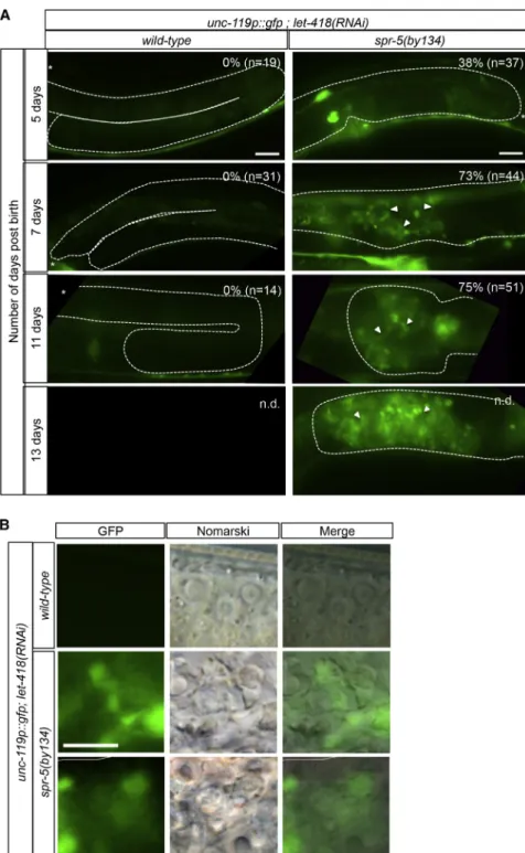 Figure 4. spr-5 let-418 Germ Cells Reprogram toward a Neuronal Fate (A) Ectopic expression of the pan-neuronal reporter unc-119p::gfp within the  spr-5(by134) let-418(RNAi) germinal gonad.