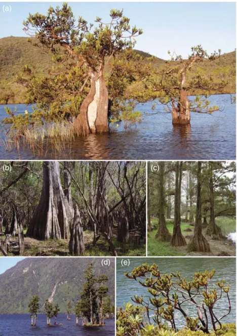 Figure 2. Eccentrics among gymnosperms. (a) Retrophyllum minus, endemic to the paciﬁc island New Caledonia, is the only obligate inhabitant of aquatic habitats among all living gymnosperms (category 1)